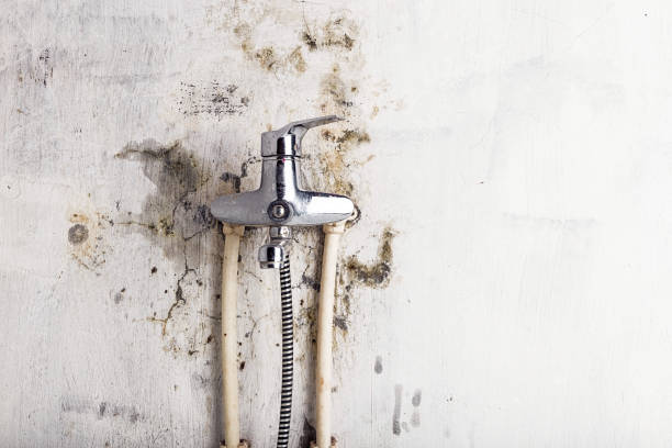 Best Mold Inspection  in Rotan, TX