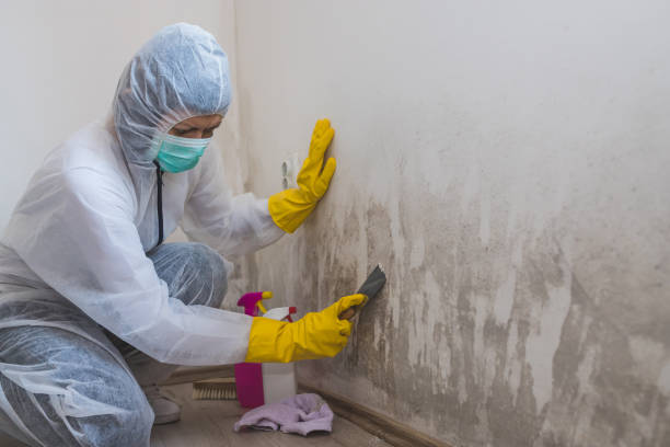 Best Local Mold Removal Service  in Rotan, TX