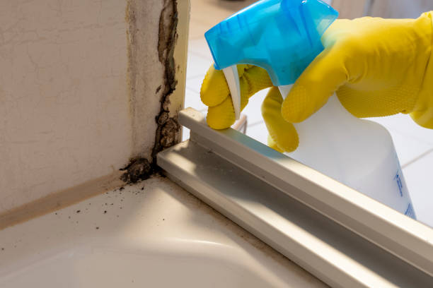 Reliable Rotan, TX Mold Removal Solutions