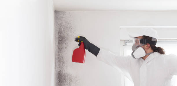 Best Mold Testing  in Rotan, TX