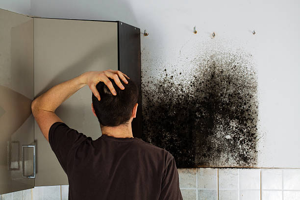 Best Mold Removal Specialists  in Rotan, TX